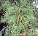 Chrysalidocarpus Lutescens